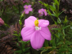 Chironia melampyrifolia
