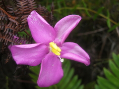 Chironia melampyrifolia