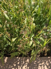Chasmanthium latifolium