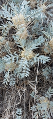 Astragalus oleifolius