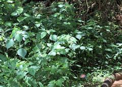 Justicia scandens