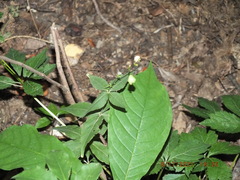 Silene stellata