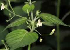 Justicia scandens
