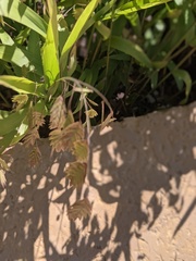Chasmanthium latifolium