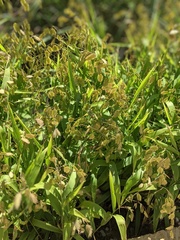 Chasmanthium latifolium