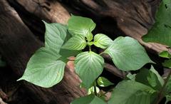 Justicia scandens