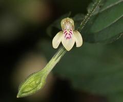 Justicia scandens