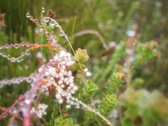 Cuscuta appendiculata
