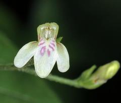 Justicia scandens