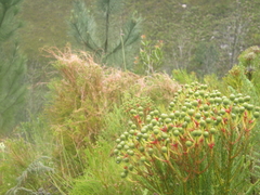 Cuscuta appendiculata