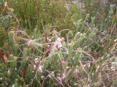 Cuscuta appendiculata