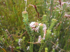 Cuscuta appendiculata