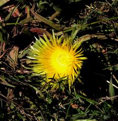Apatesieae