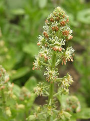 Reseda odorata