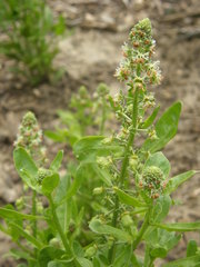 Reseda odorata