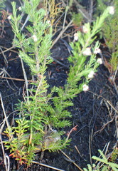 Erica inconstans