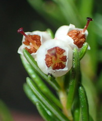 Erica inconstans
