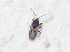 Tropistethus