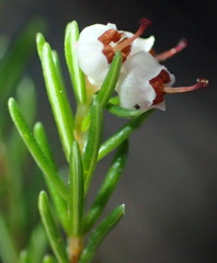 Erica inconstans