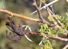 Cephalotelium macowanianum