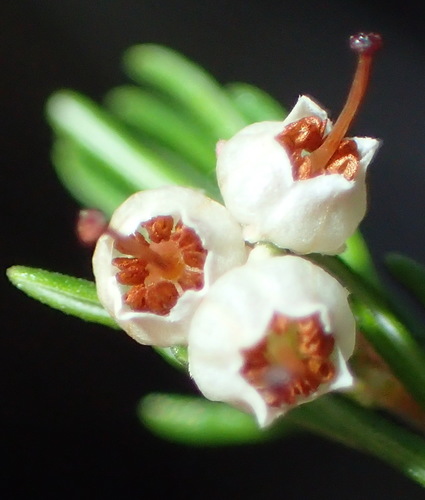 Image of Outeniqua Tree Heath by (c) Nicola van Berkel, some rights reserved (CC BY-SA)