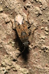 Peritrechus gracilicornis