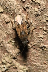 Peritrechus gracilicornis