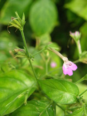Rhinacanthus virens