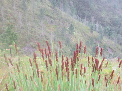 Elegia thyrsoidea