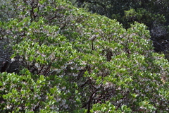 Arctostaphylos pungens