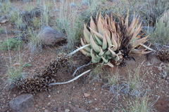 Aloe claviflora
