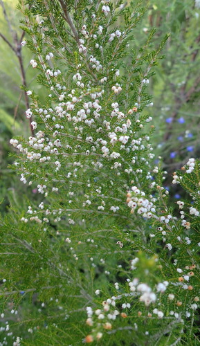 Image of Erica inconstans by (c) Nicola van Berkel, some rights reserved (CC BY-SA)