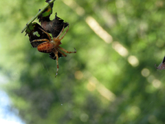 Araneus diadematus