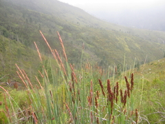 Elegia thyrsoidea