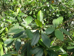Rhizophora racemosa