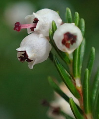 Erica inconstans