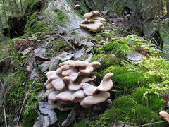 Pleurotus ostreatus