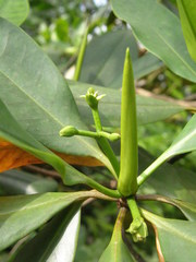 Rhizophora racemosa