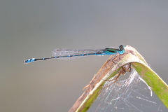 Austroagrion exclamationis