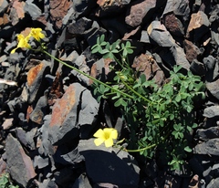 Oxalis pes-caprae pes-caprae