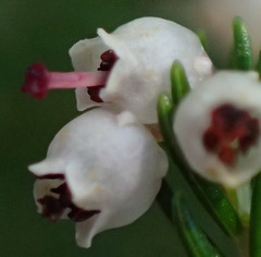 Erica inconstans