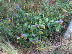 Melampyrum nemorosum