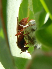 Polistes marginalis