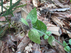 Clinopodium vulgare
