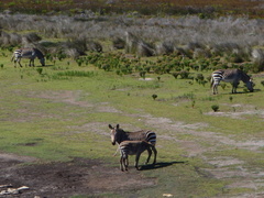 Equus zebra zebra