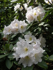 Rhododendron fortunei