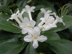 Rhododendron loranthiflorum