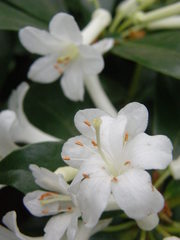 Rhododendron loranthiflorum