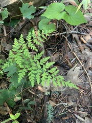 Cystopteris reevesiana