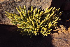 Crassula muscosa parvula